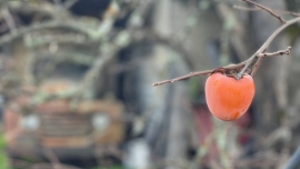 Persimmon hanging at Otow Orchards